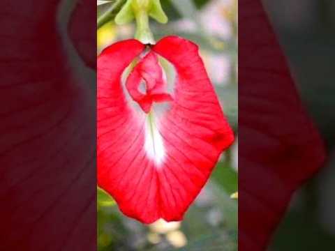 Different Colour Aparajita Flowers 🌺🌺 #trending #shortsfeed