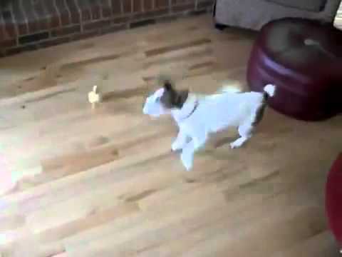 Little Duck Chases Dog