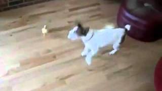 Little Duck Chases Dog