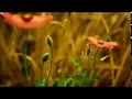 Dhanyamaye Naa Jeevitham LATEST TELUGU CHRISTAIN SONG
