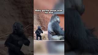 Baby Gorilla Plays with Dad