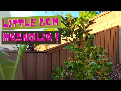 Little Gem Magnolia: A Perfect Addition to Your Garden