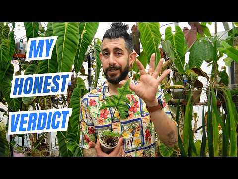 😬 Alocasia Jacklyn Review: Gorgeous or Just High-Maintenance?