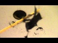 Bath tub drain clogged, used Zip-It hair removal tool Bath tub drain clogged, used Zip-It hair removal tool