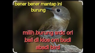Download lagu Burung SRDC emang bener bener mantap mp3