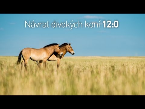, title : 'Návrat divokých koní 12:0'