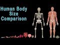 Human Body for Kids and Human Body Size Comparison