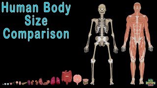 Human Body for Kids and Human Body Size Comparison