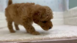 トイプードルの動画01