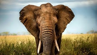 Imagine Our World Without Elephants