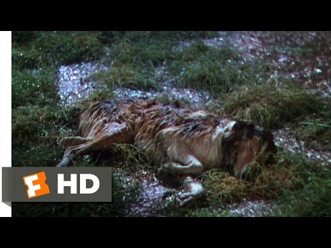 Lassie Come Home (6/10) Movie CLIP - Dally & Dan'l to the Rescue (1943) HD