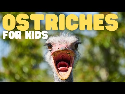 Ostriches for Kids | Learn all about the biggest birds in the world