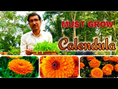 download lagu mp3 mp4 Calendula Bon Bon Orange, download lagu Calendula Bon Bon Orange gratis, unduh video klip Calendula Bon Bon Orange