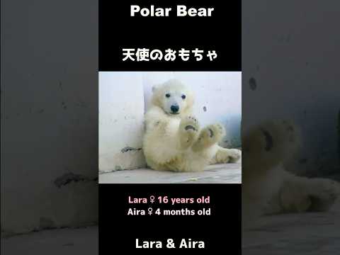 youtube-動物記事1970/01/01 09:00:00