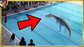 20 dangerous animals that invaded swimming pools