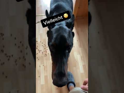 DOBERMANN Reav hat Scheiße gebaut ‼️😱