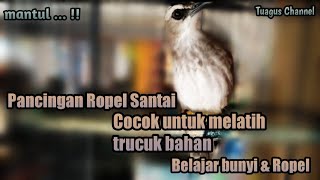 Download lagu Trucukan Ropel santai & pelan || Irama syahdu || suara masteran dan pancingan. mp3