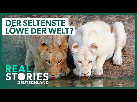 Außergewöhnlich selten: Der weiße Löwe | Tier Doku