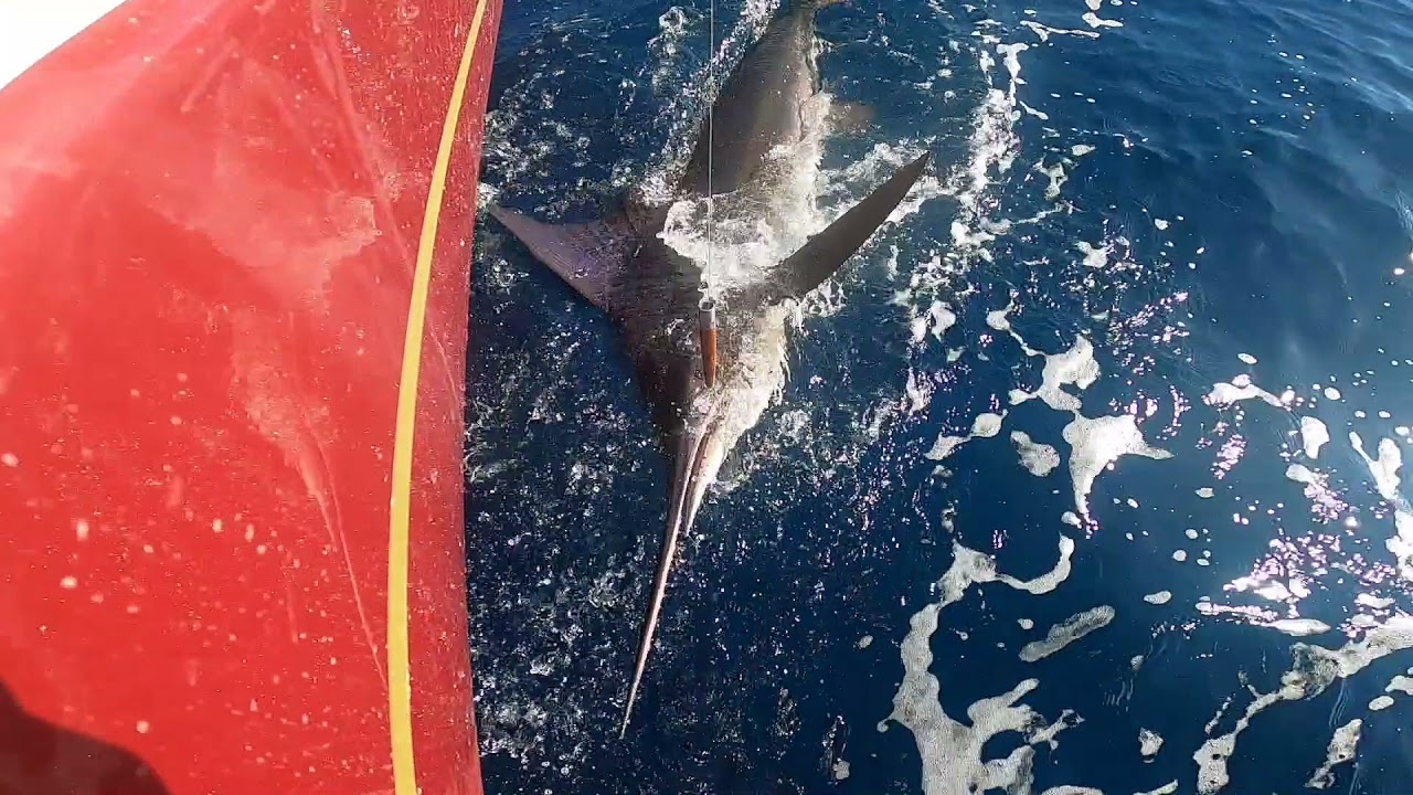 We caught a HUGE Black Marlin during the Baja Bash! more vids to come