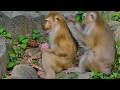 Monkey Mom Pretty Takes a Break as Joyce Helps Groom and Comfort Her 🩷🐒