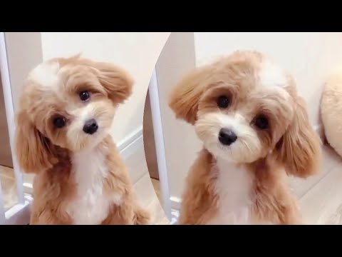 Cutest dog head tilt 😍