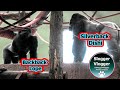 Gorilla Lope Vs Silverback Showdown Persists!