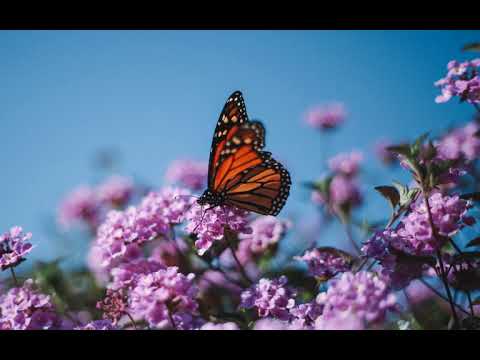 Above & Beyond pres. Oceanlab feat. Justine Suissa - I Am What I Am [2008] HQ