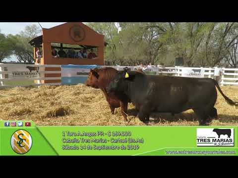 14-09-19 - Venta de Toros A.Angus PP. - Cabaña Tres Marías - Carhué