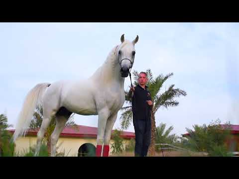 ASAYELSTUD Life style and vision