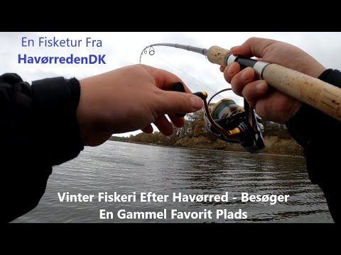 Vinter Fiskeri Efter Havørred