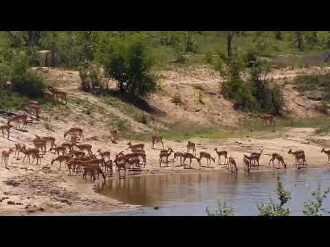Djuma: Large Impala herd at the dam - 10:33 - 10/25/20