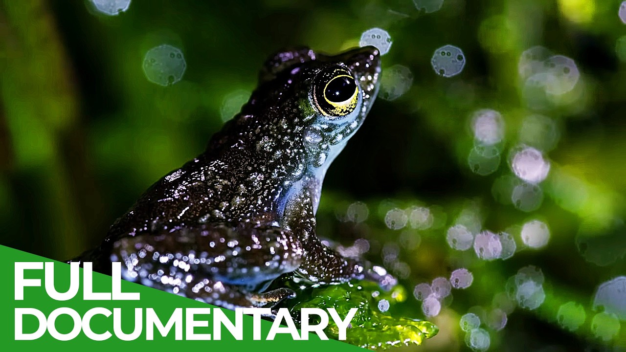 A Wildlife Odyssey - Southeast Asia's Island Paradise | Part 3 | Free Documentary Nature