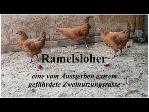 Breed profile: The Ramelsloh chicken - a dual-purpose breed critically endangered and on the verg...