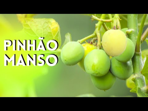 , title : 'PINHÃO MANSO USOS E BENEFÍCIOS! PARA QUE SERVE O PINHÃO MANSO? 🤍 (Jatropha curcas)'