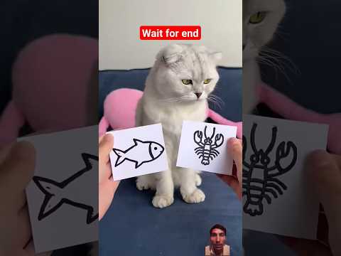 #cat #cats😺😺😺#viral #trending #video #ashim shorts #shorts