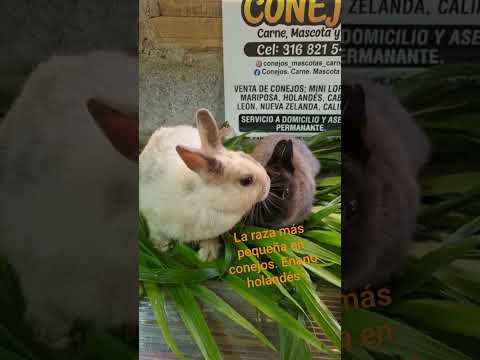 reserva tu conejo ya. se agotan. WhatsApp 3168215438 San Vicente ferrer Antioquia