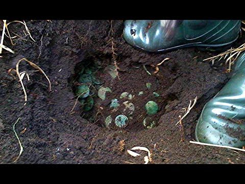КЛАД МОНЕТ ПЕТРА I / УДИВИТЕЛЬНЫЕ НАХОДКИ
