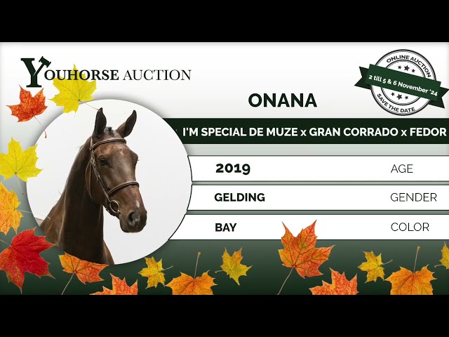 Onana dressage