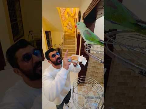 Sono my JAAN 🦜😲😲😲😲😲❤️❤️ #birds #lovelyqaiser #nonstoptalkingparrot #talkinganimal #home