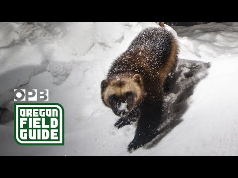 Forscher wagen sich auf der Suche nach dem schwer fassbaren Vielfraß in die North Cascades | Oreg...