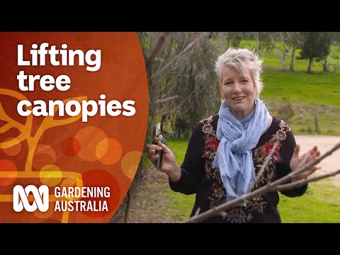 Why you should prune your deciduous trees to lift their canopy | Gardening 101 | Gardening Australia