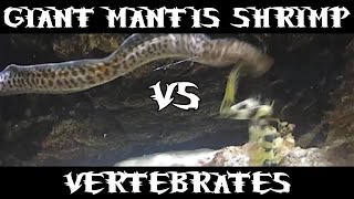 Giant Spearing Mantis Shrimp VS Fish