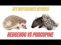 Porcupine vs Hedgehog | Key Differences Between Porcupine and Hedgehog