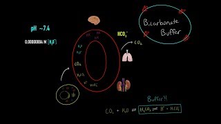 Bicarbonate Buffer System, Respiratory & Kidney Buffer System Maintaining Blood pH MCAT