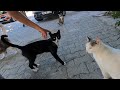 Angry Tuxedo Cat Yowls At Every Cat That Approaches Me