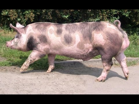 Svinje:  Dvostruka oplodnja krmača -  prvo nerast a potom V.O.!