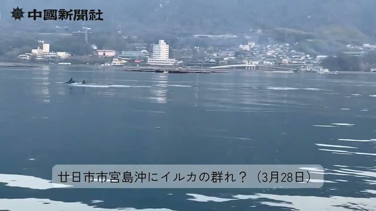 宮島沖にイルカの群れ？（3月28日）