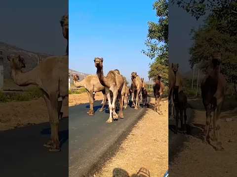 #CAMEL || रेगिस्तान का जहाज || मरुधर रा धोरों मैं चालो ऊंट गाडो || #subscribe_my_channel