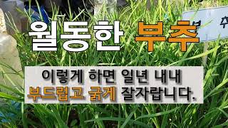 월동한 부추 이렇게 하면 일년 내내 부드럽고 굵게 잘 자랍니다.  주말농장 도시텃밭 부추 가꾸기