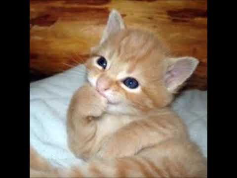 cats by the living tombstone but I bitcrushed it